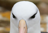 Black-browed Albatross 